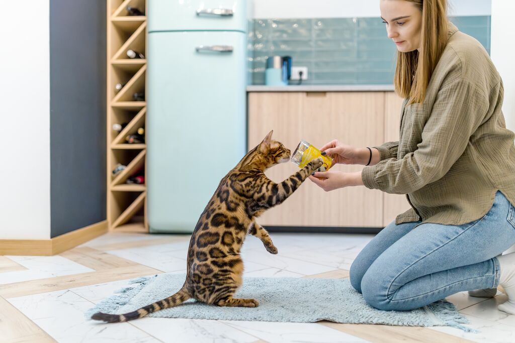 Wet Food Cat