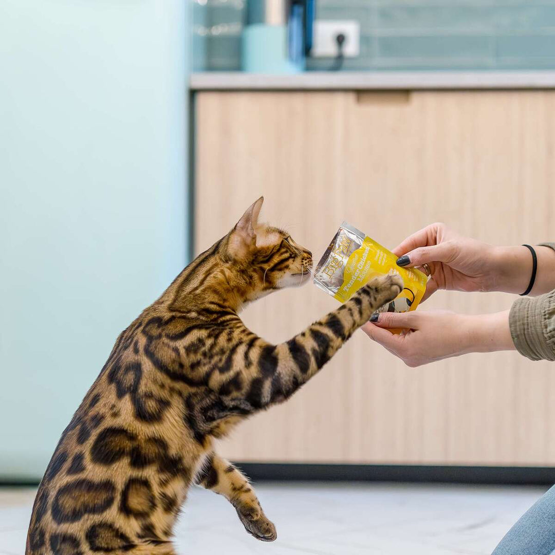 12x85g Gourmet Tender Chicken Mousse for Cats