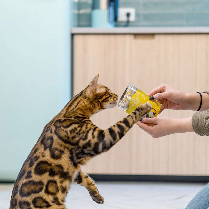 12x85g Gourmet Tender Chicken Mousse for Cats