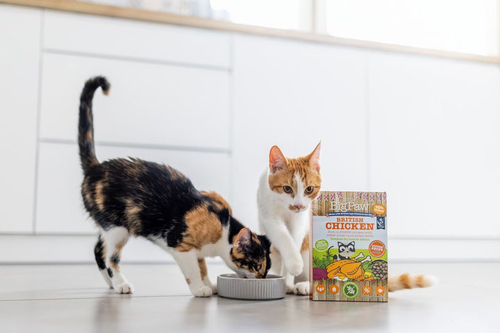 British Chicken Complete dry food for Kittens