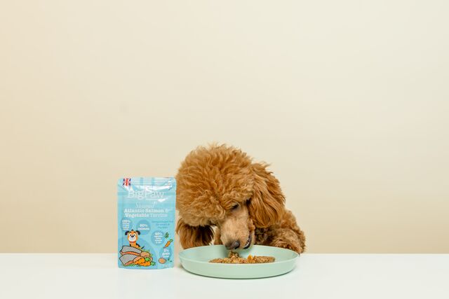 Steamed Atlantic Salmon & Vegetable Dinner Wet Food for Small Breed Dogs