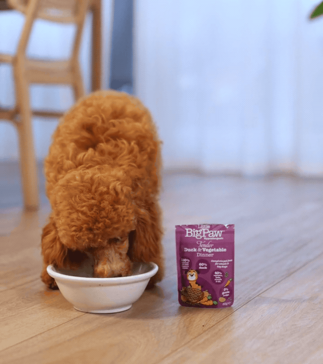 Wet Food Starter Pack for Small Breeds