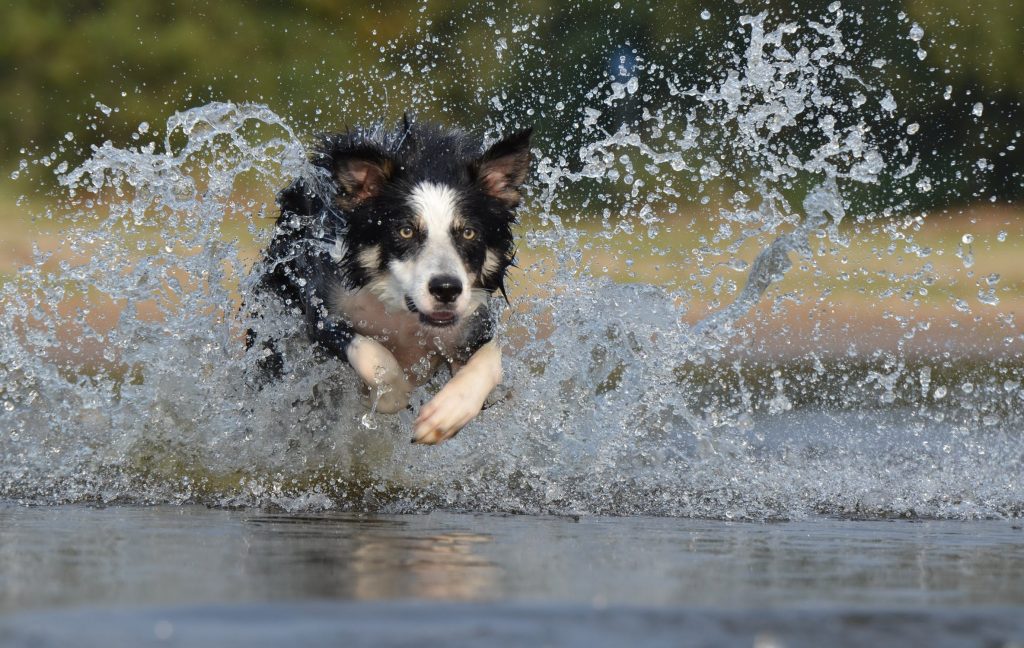 Top Tips for Keeping your Pet Cool in Hot Weather