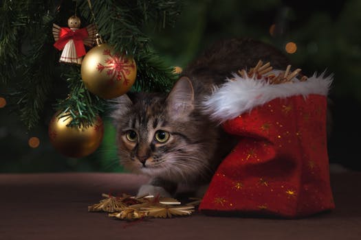 Christmas with our pets