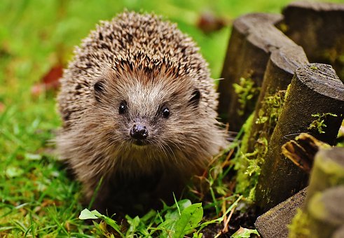 Make your Garden a home for Hedgehogs