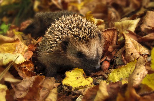 Watch out, Watch out, there’s a Hedgehog about!