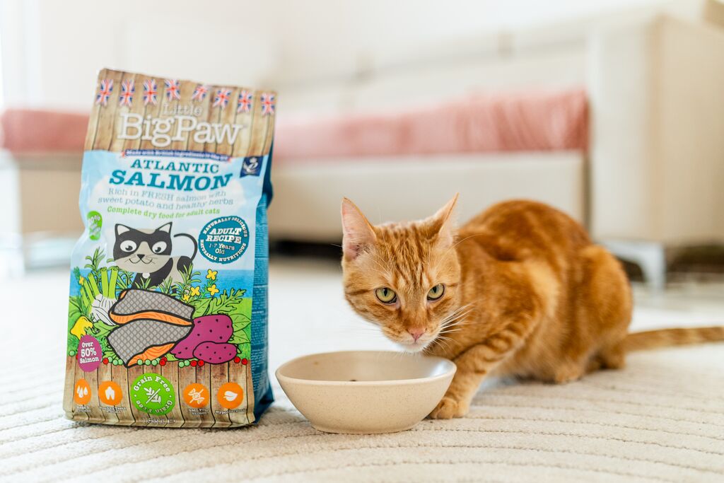 Cat food salmon best sale