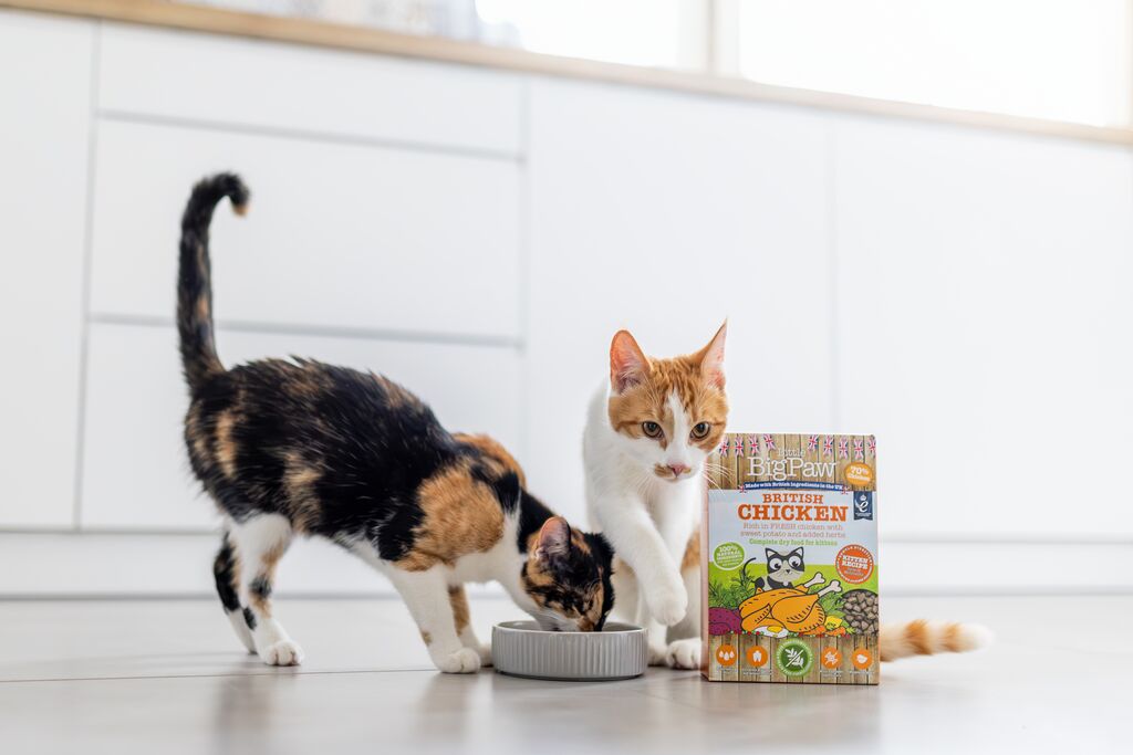 British cat food best sale